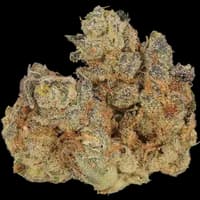 Cannamedical CM 31/1 SPC Space Cake